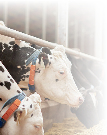 Tamlees Dairies